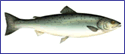 Atlantic Salomon