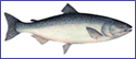 Chinook