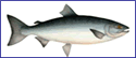 Chum