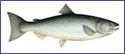 Coho
