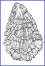 Oysters